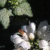 Lamium maculatum 'White Nancy', flowers