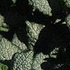 Lamium maculatum 'White Nancy', flowers