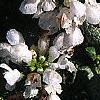 Lamium maculatum 'White Nancy', flowers