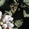 Lamium maculatum 'White Nancy', flowers