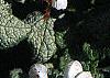 Lamium maculatum 'White Nancy', flowers