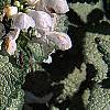 Lamium maculatum 'White Nancy', flowers