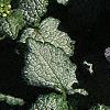 Lamium maculatum 'White Nancy', flowers
