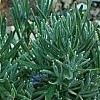 Lavandula angustifolia 'Nana Atropurpurea', habit