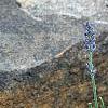 Lavandula angustifolia 'Nana Atropurpurea', habit