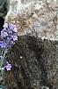 Lavandula angustifolia 'Nana Atropurpurea', habit