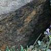Lavandula angustifolia 'Nana Atropurpurea', habit
