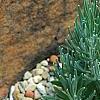 Lavandula angustifolia 'Nana Atropurpurea', habit