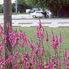 Lythrum salicaria, habit