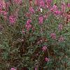 Lythrum salicaria, habit
