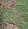 Lythrum salicaria, habit