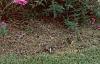 Lythrum salicaria, habit