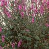 Lythrum salicaria, habit