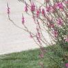 Lythrum salicaria, habit