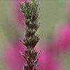 Lythrum salicaria, flowers