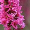 Lythrum salicaria, flowers