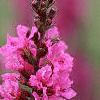 Lythrum salicaria, flowers