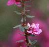 Lythrum salicaria, flowers