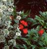 Marrubium incana, habit
