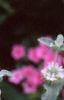 Marrubium incana, flowers