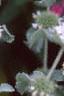 Marrubium incana, flowers