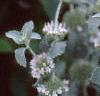 Marrubium incana, flowers