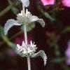 Marrubium incana, flowers