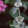 Marrubium incana, flowers