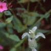 Marrubium incana, flowers