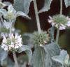 Marrubium incana, flowers