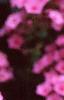 Marrubium incana, flowers