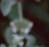 Marrubium incana, flowers