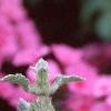 Marrubium incana, flowers