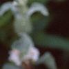 Marrubium incana, flowers