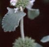 Marrubium incana, flowers