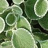 Marrubium rotundifolium, leaves
