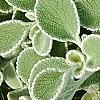 Marrubium rotundifolium, leaves