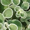 Marrubium rotundifolium, leaves