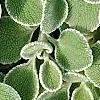 Marrubium rotundifolium, leaves