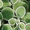 Marrubium rotundifolium, leaves