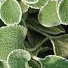 Marrubium rotundifolium, leaves