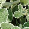 Marrubium rotundifolium, leaves