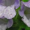 Meehania cordata, flowers