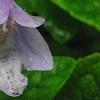 Meehania cordata, flowers