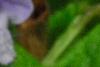 Meehania cordata, flowers