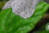 Meehania cordata, flowers