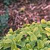 Melissa officinalis 'All Gold', habit