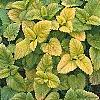 Melissa officinalis 'All Gold', habit