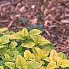 Melissa officinalis 'All Gold', habit