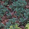 Melissa officinalis 'All Gold', habit